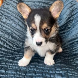 Pretty Precious Baby Doll - Black and tan female Pembroke Welsh Corgi puppy in Blaine, Tennessee from Rose Brier Pembroke Welsh Corgis
