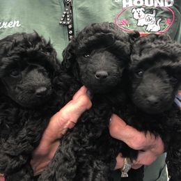 Poodle Puppies from Karamba Toy Poodles