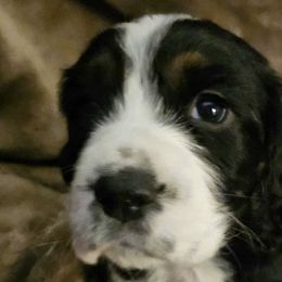 English Springer Spaniels from Springer's Parke