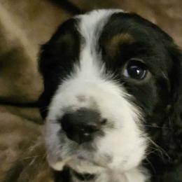 English Springer Spaniels from Springer's Parke