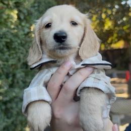 Goose - Cream male Dachshund puppy in Modesto, California from Golden State Mini Doxies