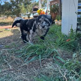 Zombie - male Golden Mountain Doodle puppy in Calhan, Colorado from Snowy Goldens LLC