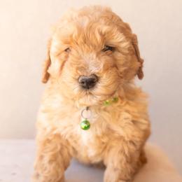 Aussiedoodle and Goldendoodle Puppies from Ever After Doodles Arizona