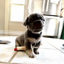 Joan - Blue female French Bulldog puppy in Lenora, Kansas from North Fork Frenchies