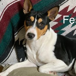 Festus - Rat Terrier