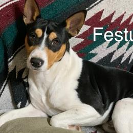 Festus - Rat Terrier