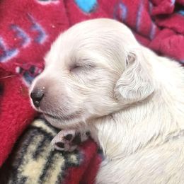 Green Boy - Cream male Dachshund puppy in Madison, Wisconsin from CC's Dachshunds