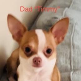 Timmy - Chihuahua