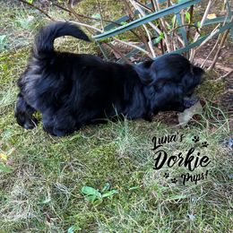Companion Cross Puppies from Luna's Dorkie Pups