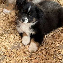 Darling - Black tri female Miniature American Shepherd puppy in Monroe, Utah from Shawnkara Australian Shepherds & Miniature American Shepherds