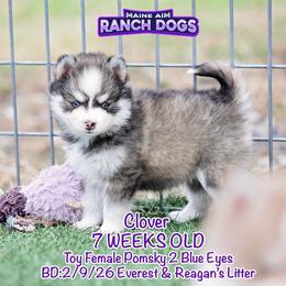 Clover - Silver and white female Pomsky puppy in Humeston, Iowa from M.A.R. Dogs