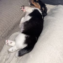 Dachshund Puppies from TS Dachshunds