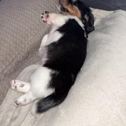 Dachshund Puppies from TS Dachshunds