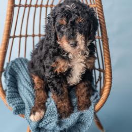 Bernard - Tri-color male Bernedoodle puppy in Lititz, Pennsylvania from Sleepy Hollow Acres