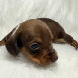 Boy 3 - Chocolate and tan male Dachshund puppy in Montrose, Michigan from Livy’s Doodles
