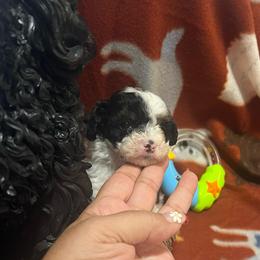 Bud-Blue collar - Parti male Poodle puppy in Winter Haven, Florida from Herdez’s Poodles