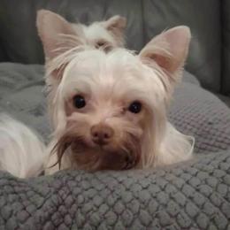 Ryder - Yorkshire Terrier