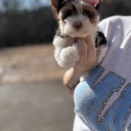 Yorkshire Terrier Puppies from Kruz Kennels