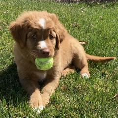 Nova Scotia Duck Tolling Retriever All Grown Up from Melinda Van's Nova Scotia Duck Tolling Retrievers
