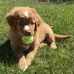 Nova Scotia Duck Tolling Retriever All Grown Up from Melinda Van's Nova Scotia Duck Tolling Retrievers