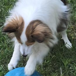 Blossom - Toy Shetland Sheepdog
