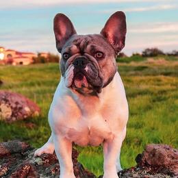 Claire - French Bulldog