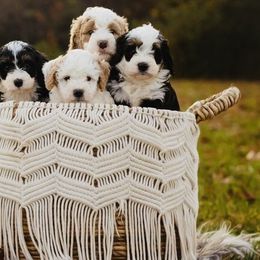 Bernedoodles, Cavapoos, and Goldendoodles from Padgetts Hill Puppies