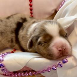 Ruby - Red tri female Toy Australian Shepherd puppy in Covington, Louisiana from Corner Oak Aussies