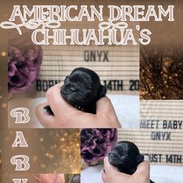 Onyx - Black and white male Chihuahua puppy in North Dakota from American Dream Chihuahua’s