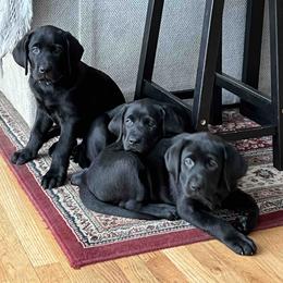 Labrador Retriever Puppies from Branley's Riverside Labradors