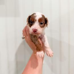 Puddles - Merle male Cavapoo puppy in Colcord, Oklahoma from Copper Lane Aussies, Doodles & Cavapoos