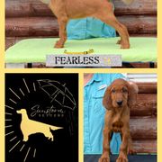 Fearless - Irish Setter puppy from Sunstorm Setters