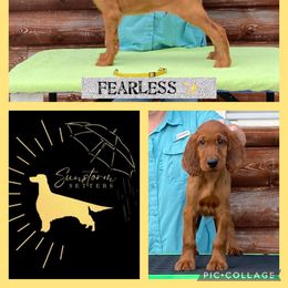 Fearless - Irish Setter puppy from Sunstorm Setters