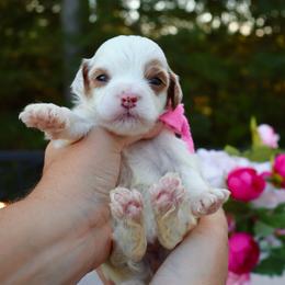 Birdie - Light Pink - Parti female Goldendoodle puppy in Ruthorfordton, North Carolina from Duncan Doodles Goldendoodles