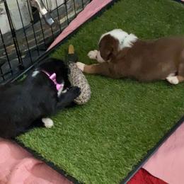 Australian Shepherd Puppies from Kent island Aussies
