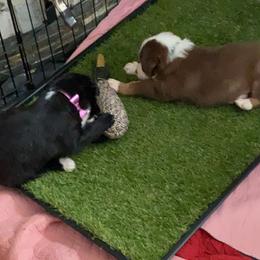 Australian Shepherd Puppies from Kent island Aussies