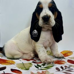 Lucy - Black white and brown female Basset Hound puppy in Dingess, West Virginia from Tuckers' Howling Hounds