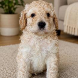 Henry - Apricot male Goldendoodle puppy in Yuciapa, California from AlltheDoodlez_