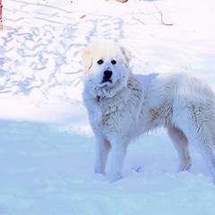 Great Pyrenees from Willow Creek Farm