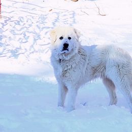 Great Pyrenees from Willow Creek Farm
