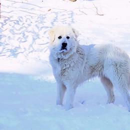 Great Pyrenees from Willow Creek Farm