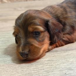 Rock - Red male Dachshund puppy in Tampa, Florida from EntityDachs