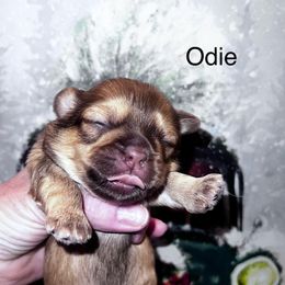 Odie - Red male Shih Tzu puppy in Wilkesboro, North Carolina from Frannie and Annie Shih Tzu Babies