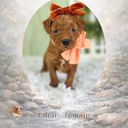 Eden - Red  female Goldendoodle puppy in Canton, Georgia from Teddy Puppies