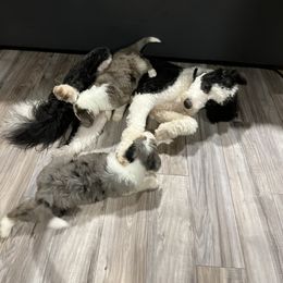 Old English Sheepdog, Poodle, and Sheepadoodle Puppies from Love Tallulah Sheepadoodles LLC