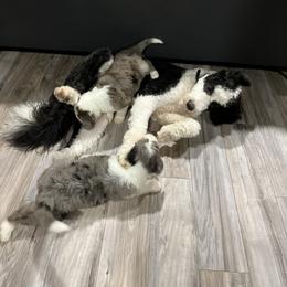 Old English Sheepdog, Poodle, and Sheepadoodle Puppies from Love Tallulah Sheepadoodles LLC