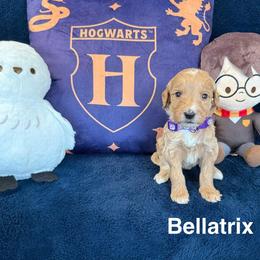 Bellatrix - Red  female Goldendoodle puppy in Conroe, Texas from Tails of Cypress