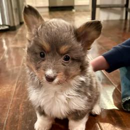 Mint Collar Girl Kelly - Black and tan female Pembroke Welsh Corgi puppy in Paris, Kentucky from Flat Run Corgis