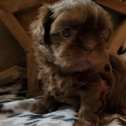 Shih Tzu Puppies from Laurie's shih tzus