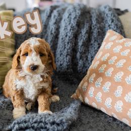 Smokey - Red male Australian Labradoodle puppy in Ardmore, Oklahoma from Mop Top Doodle Co.